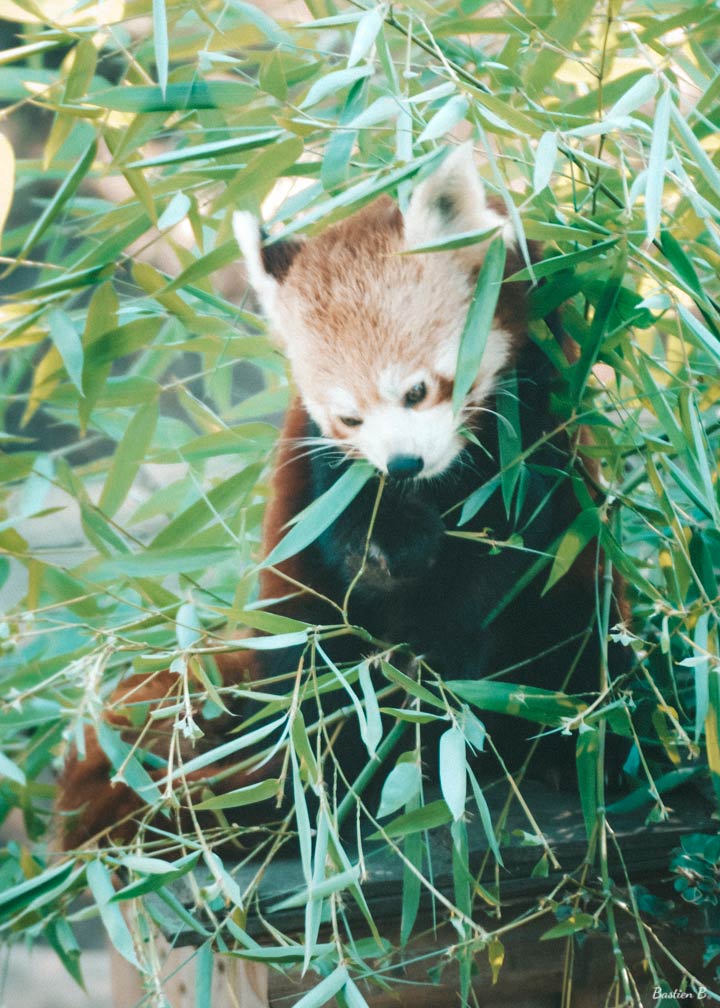 Panda Roux | Pairi Daiza, Belgique