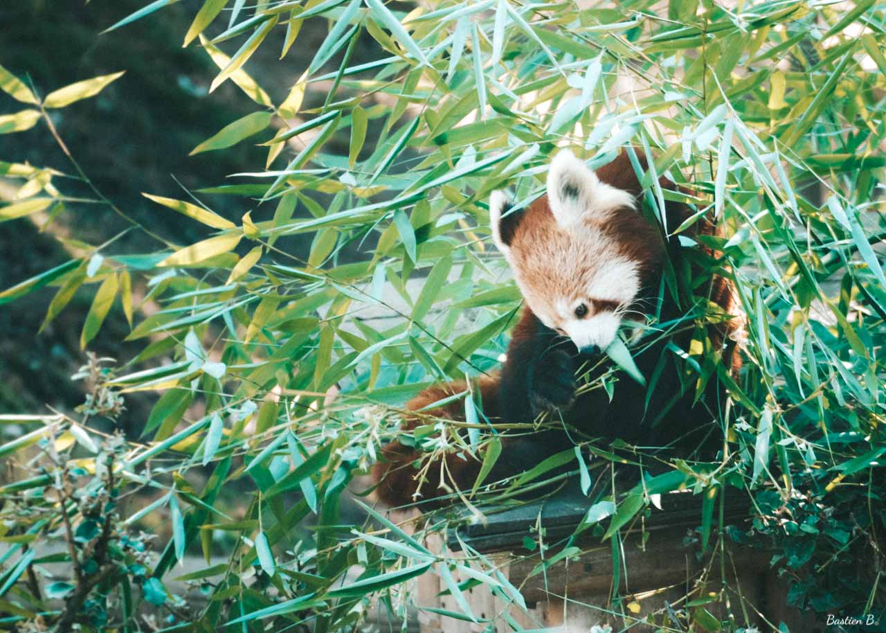 Panda Roux | Pairi Daiza, Belgique