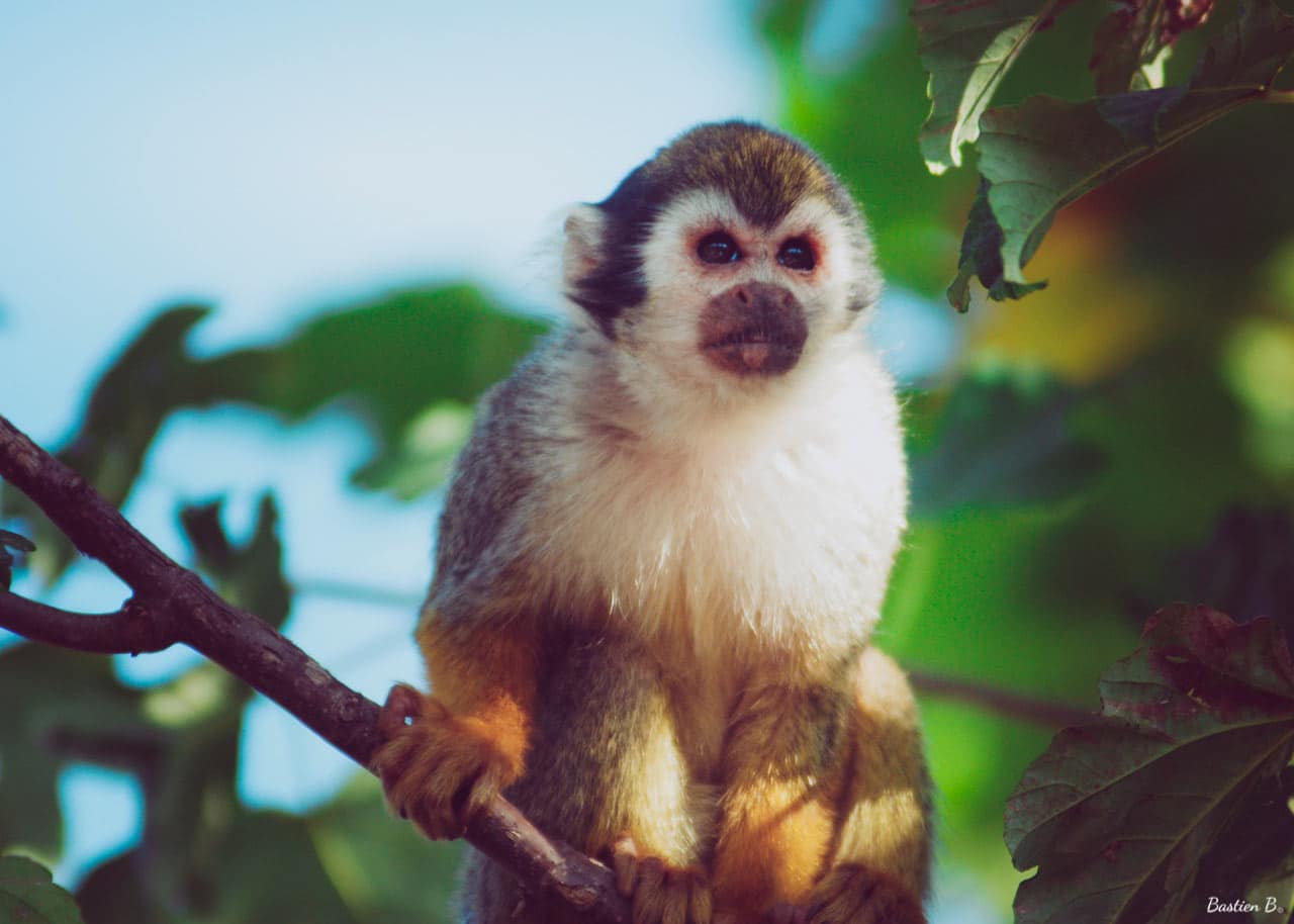 Saïmiri | Pairi Daiza, Belgique