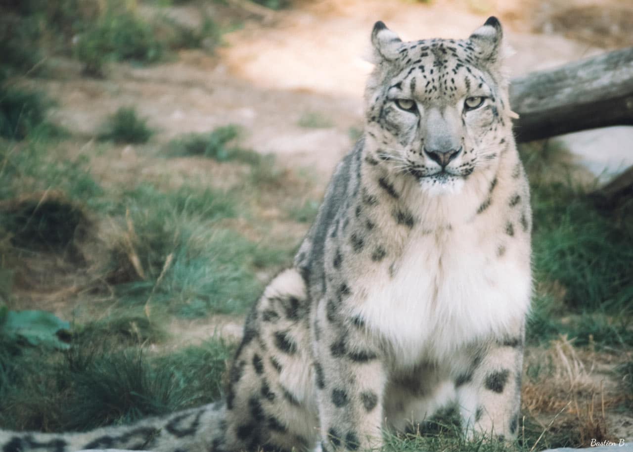 Panthère des neiges | Pairi Daiza, Belgique