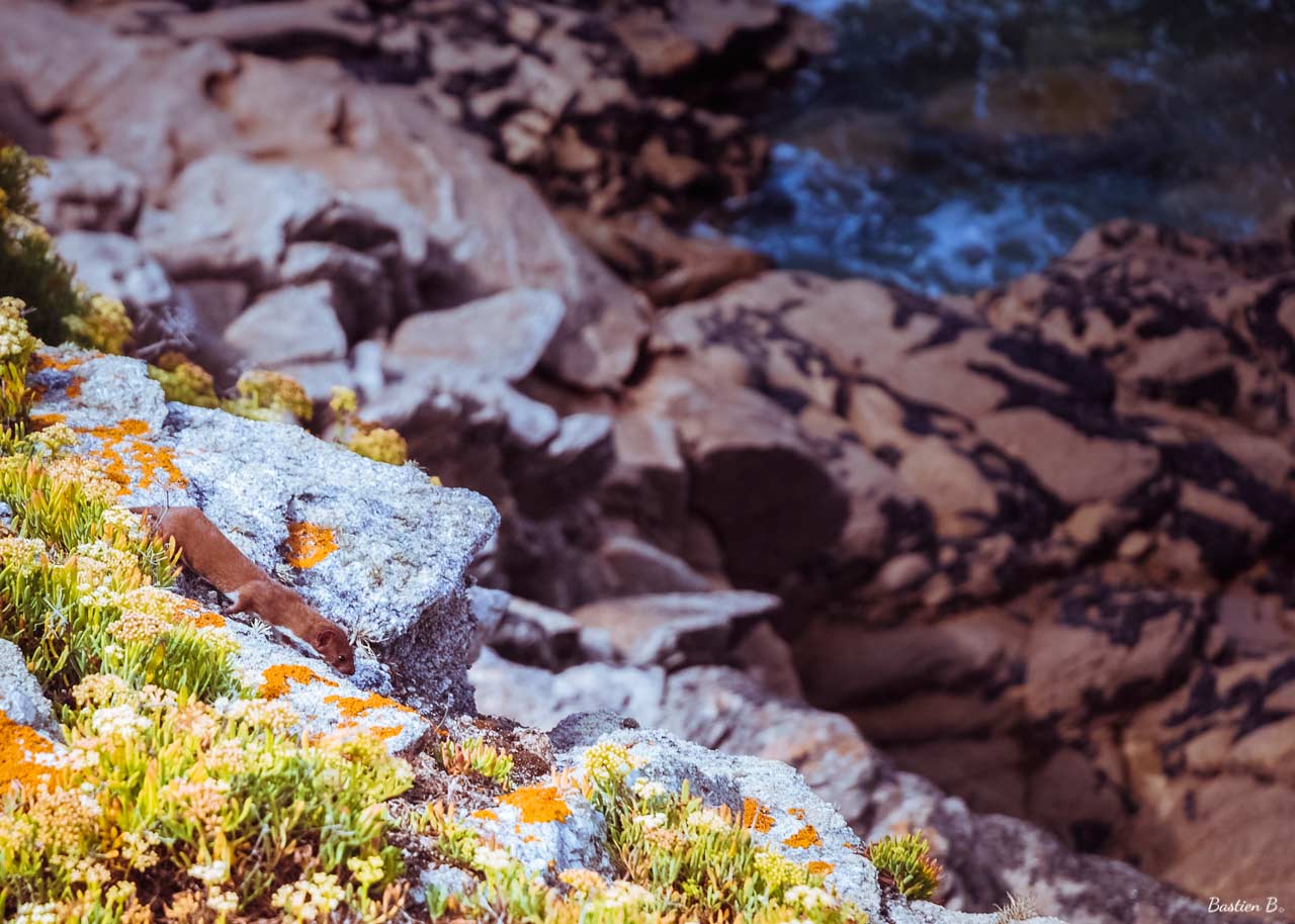 Les Aiguilles de Port-Coton | Belle-Île-en-Mer, France