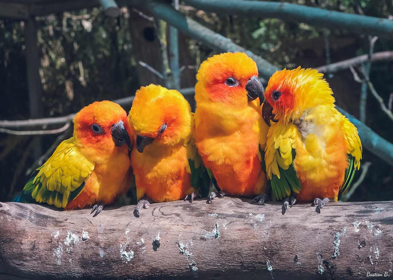 Yellow Parrot | Pairi Daiza, Belgique