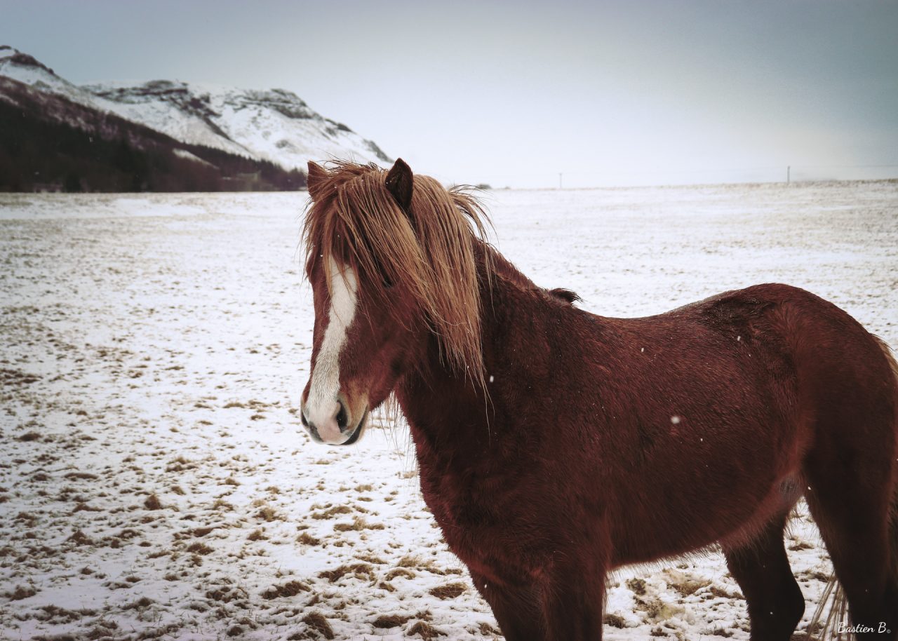 Icelandic horse | Skógafoss, Island