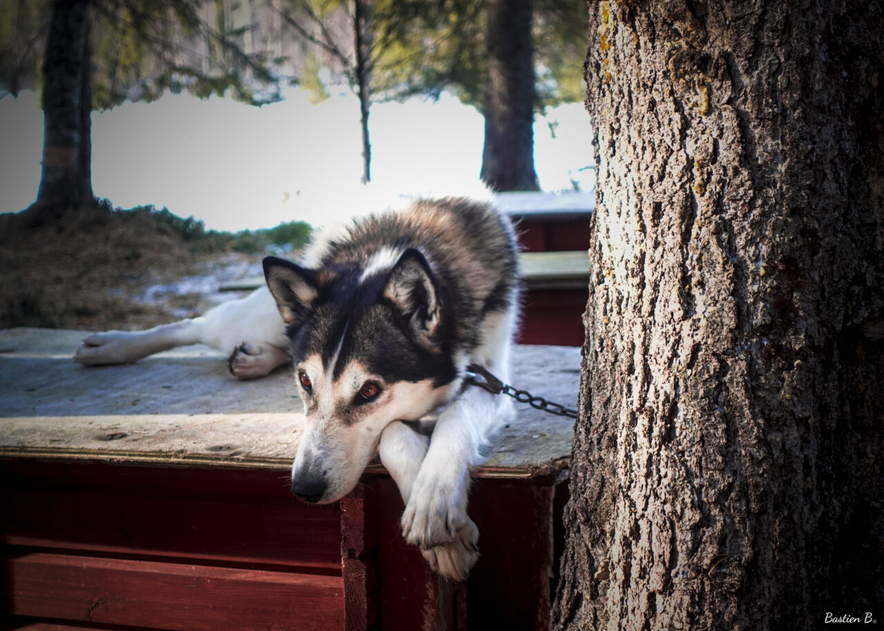 Flora | Laponie Suédoise