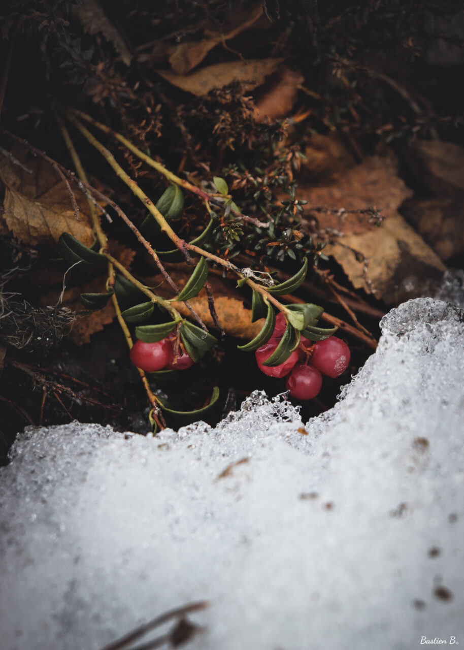 Baie de genévrier | Laponie Suédoise