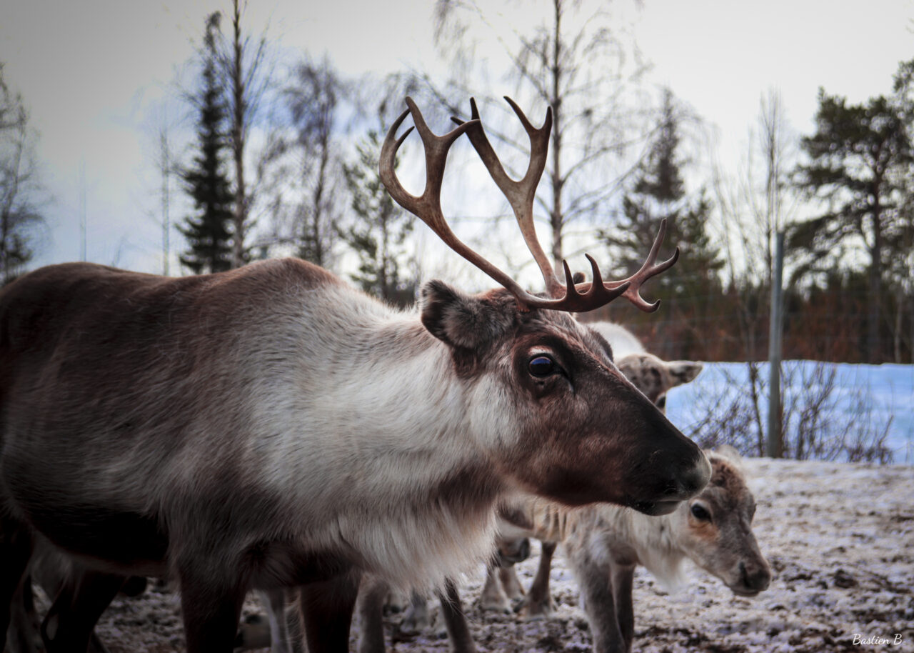 Ferme de rennes | Laponie Suédoise