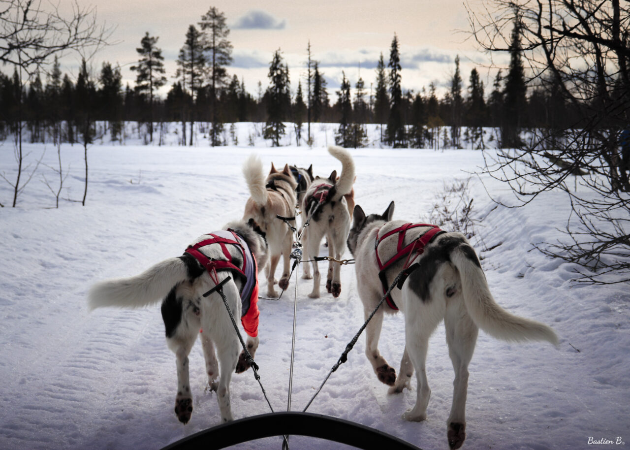 Mushing | Laponie Suédoise