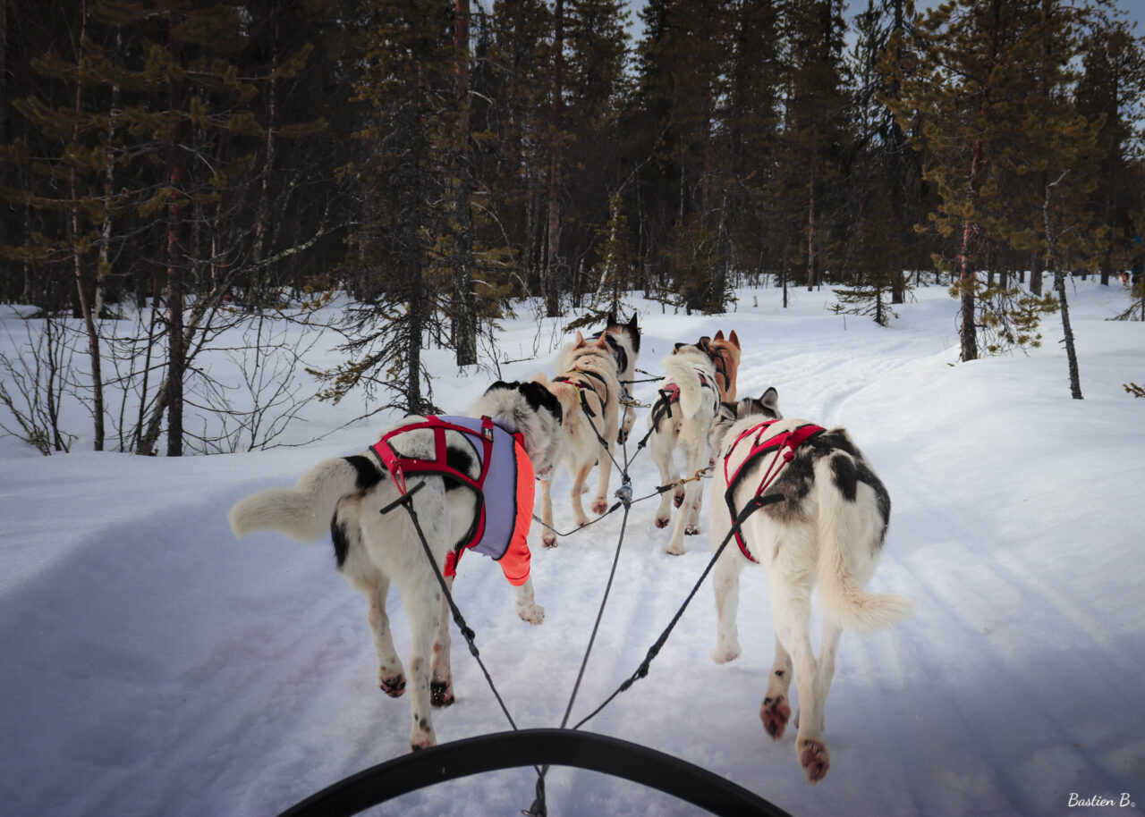 Mushing | Laponie Suédoise