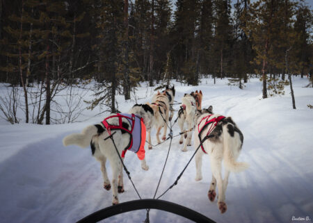 Mushing | Laponie Suédoise